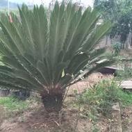 سیکاس گل سیکاس