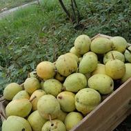 فروش میوه ی گلابی