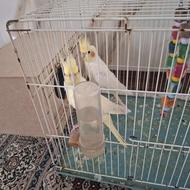 طوطی عروس هلندی نر و ماده