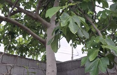 فروش یک قطعه زمین داخل بافت مسکونی بابل روستای رمنت