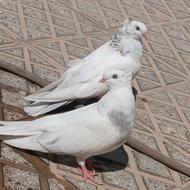 کبوتر سفید کاکلی