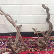 ابنوس اکواریوم