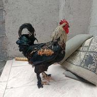 خوروس فرانسوی