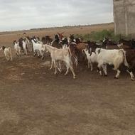 بیست عدد بز خوب جوان مخصوص داشتی