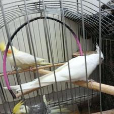 عروس هلندی 7 ماهه