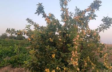 فروش باغ انگور و درختان میوه