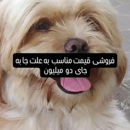 نجات شیتو تریر گوش کن