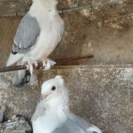 معاوضه کبوتر
