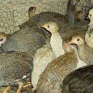 مرغ شاخدار یا سیساک