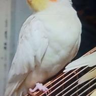 عروس هلندی گمشده