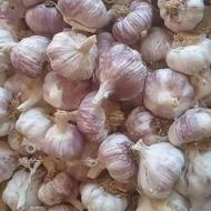 سیر تازه ،مخصوص بذری
