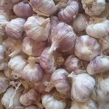 سیر تازه ،مخصوص بذری