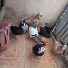 چند جفت کفتر
