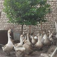 خریدار غاز و اردک و مرغ و بوقلمون