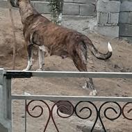ماده سراب اصیل پرخون