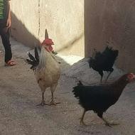 خروس ، مرغ