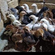 جوجه لاری درجه یک
