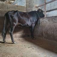 گاو شکم اول با گوساله ماده