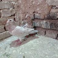 یک جفت هفترنگ پرتقالی نر و ماده