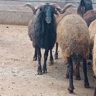 گوسفند نر شاخی