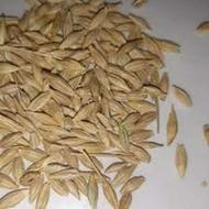 جو بهاری (یازلیخ)درجه 1