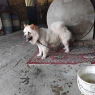 واگذاری سگ