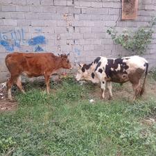 فروش گوساله نروماده اروم