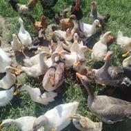 فروش اردک غاز مرغ خروس