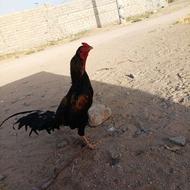 خروس جاوا...