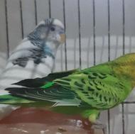دوعدد مرغ عشق