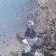 یکجفتسارسبز پلاکی