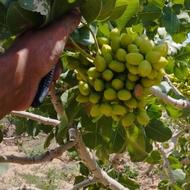 دنبال کار خارج از کشور هستم