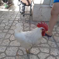خروس سفید جوان سرحال