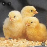 جوجه گوشتی نژاد راس درجه یک کیفیت عالی تحویل بابل و بابلکنار