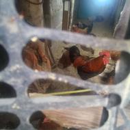 خروس سا لم است