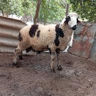 یک راس گوسفند نر پلنگی قندوزی