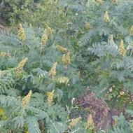 سماق یا ترش کوهی