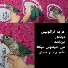طوطی گرینچیک ،عروس هلندی معاوضه فروش