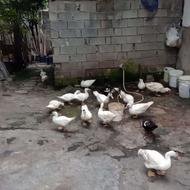 اردک اسرائیلی