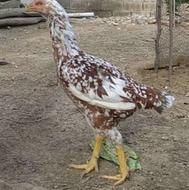 مرغ لاری افغان سه تا