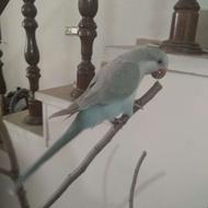 طوطی راهب بلواسکای ماده