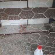 کبوتر قهوه ای ابلق تهرانی مسافتی ماده