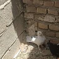 6 عدد کفتر با یک جوجه