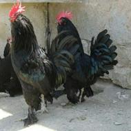 مرغ وخروس مرندی