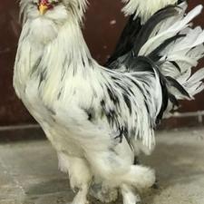 خروس سلطان زیبا و نسل دار