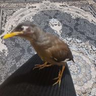 مرغ مینای چهار ماهه گمشده در اسب وونی اسالم