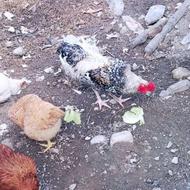 خروس دورگه دست وپابلندچهل تاج