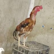 خروس اصیل سندی بزرگ