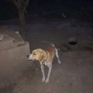سگ شکاری پیونتر انگلیسی واگذاری