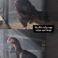 مرغ لاری دانگ بالا